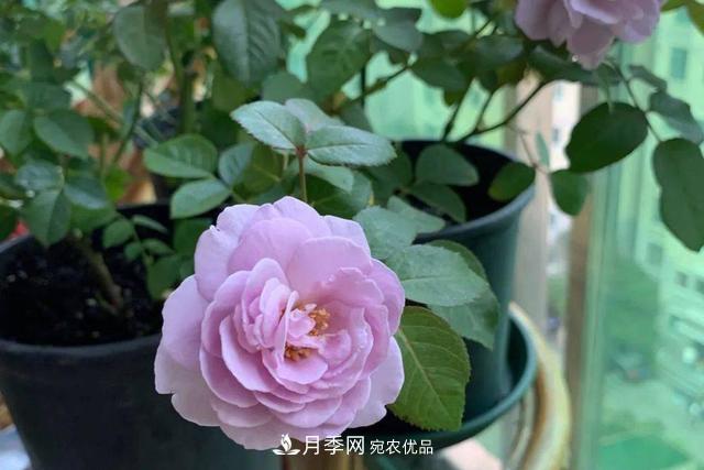 推薦這6款月季，顏值都巨高，喜歡月季的千萬(wàn)不要錯過(guò)(圖1)