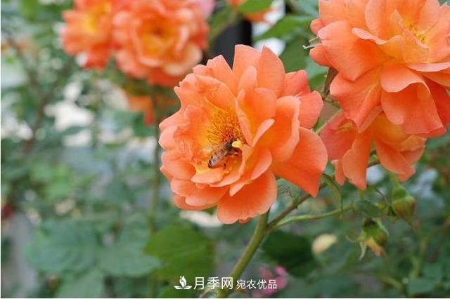 推薦這6款月季，顏值都巨高，喜歡月季的千萬(wàn)不要錯過(guò)(圖2)