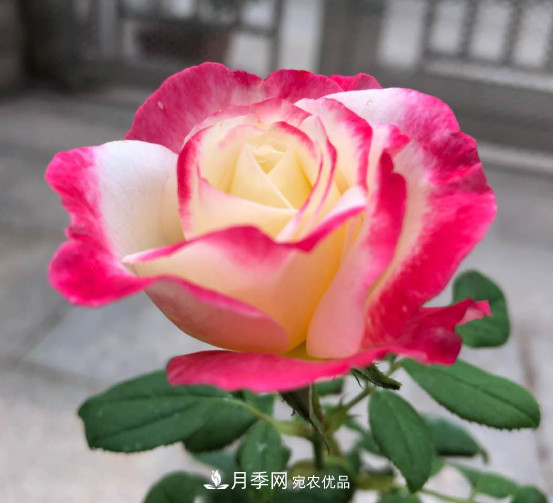10款濃香月季，開(kāi)花比香水還好聞，從春一直開(kāi)到秋！(圖1)