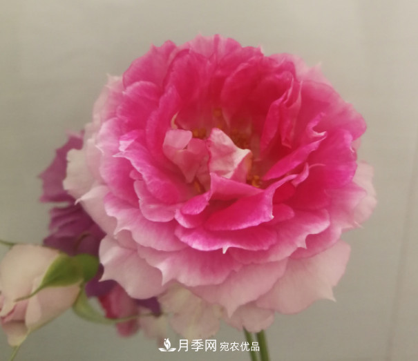 10款濃香月季，開(kāi)花比香水還好聞，從春一直開(kāi)到秋！(圖2)