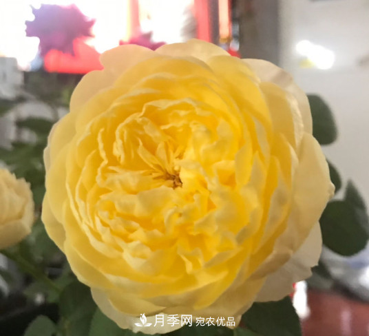 10款濃香月季，開(kāi)花比香水還好聞，從春一直開(kāi)到秋！(圖3)