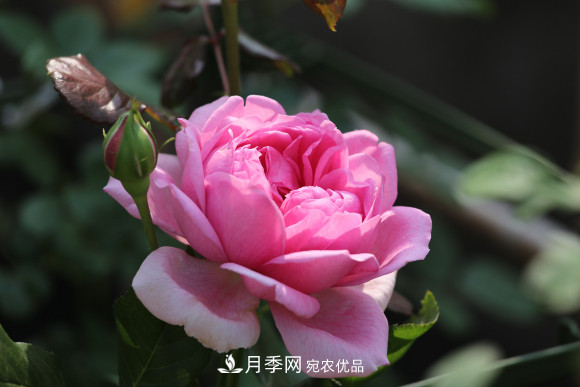 10款濃香月季，開(kāi)花比香水還好聞，從春一直開(kāi)到秋！(圖4)