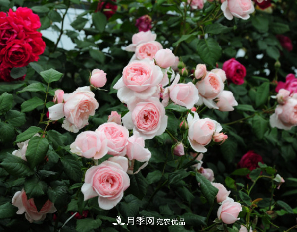 10款濃香月季，開(kāi)花比香水還好聞，從春一直開(kāi)到秋！(圖7)