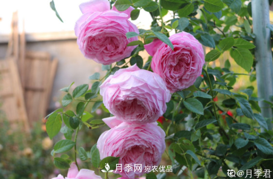 10款濃香月季，開(kāi)花比香水還好聞，從春一直開(kāi)到秋！(圖8)