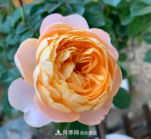 10款濃香月季，開(kāi)花比香水還好聞，從春一直開(kāi)到秋！(圖10)