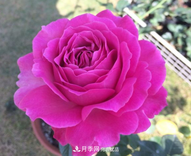 10款濃香月季，開(kāi)花比香水還好聞，從春一直開(kāi)到秋！(圖9)