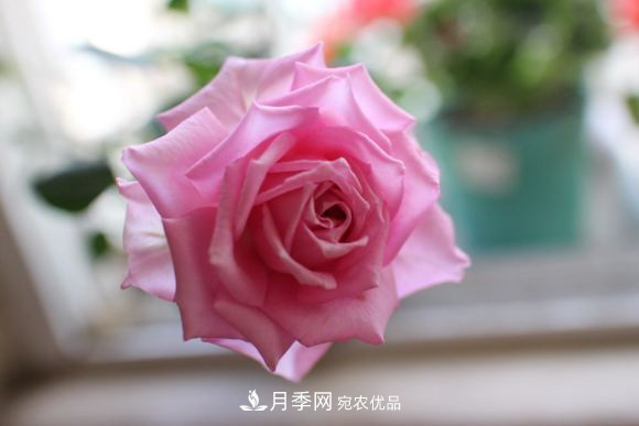10款濃香月季，開(kāi)花比香水還好聞，從春一直開(kāi)到秋！(圖11)