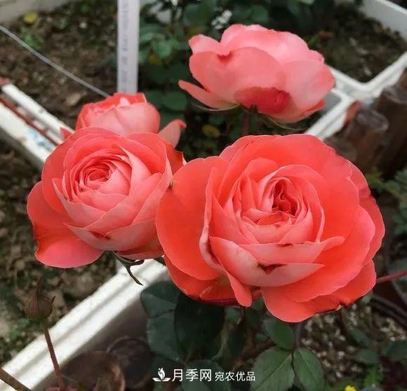 陽(yáng)臺小怎么辦？推薦8種微型荷蘭陽(yáng)臺月季，好看又好養！(圖2)