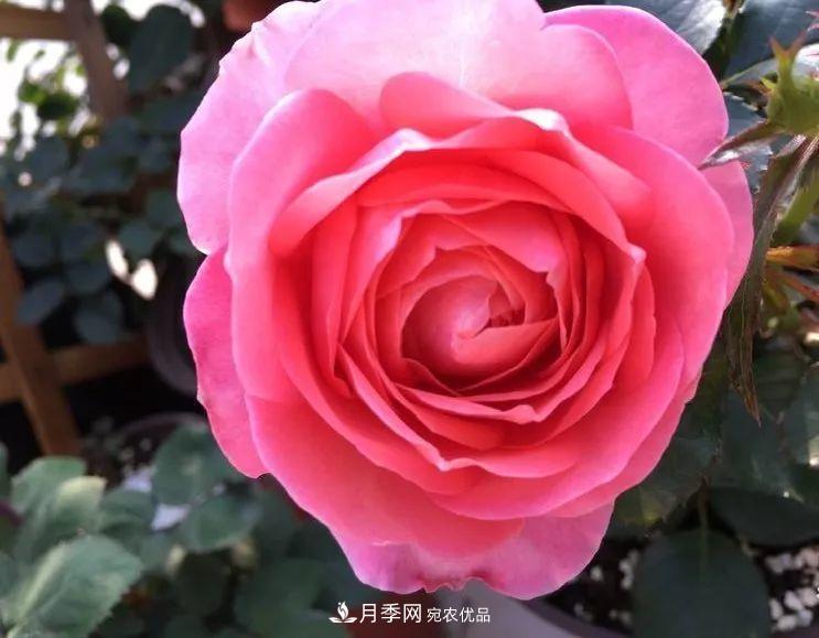 陽(yáng)臺小怎么辦？推薦8種微型荷蘭陽(yáng)臺月季，好看又好養！(圖1)