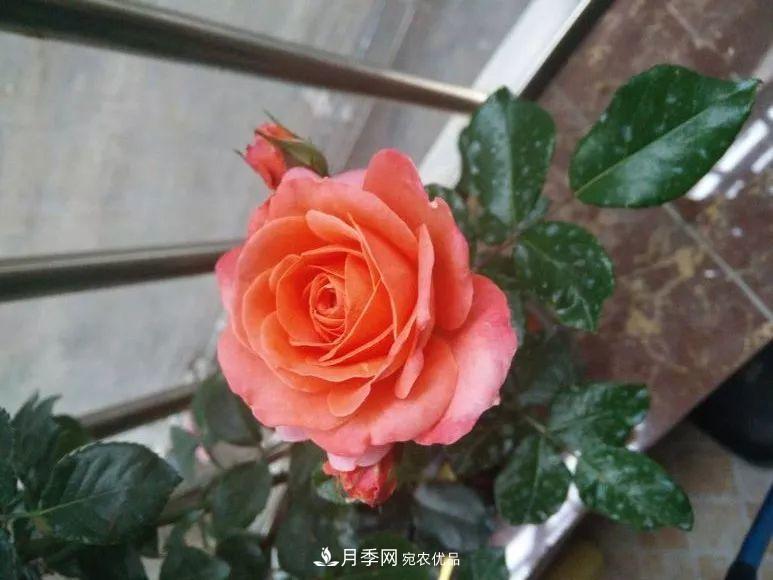 陽(yáng)臺小怎么辦？推薦8種微型荷蘭陽(yáng)臺月季，好看又好養！(圖5)