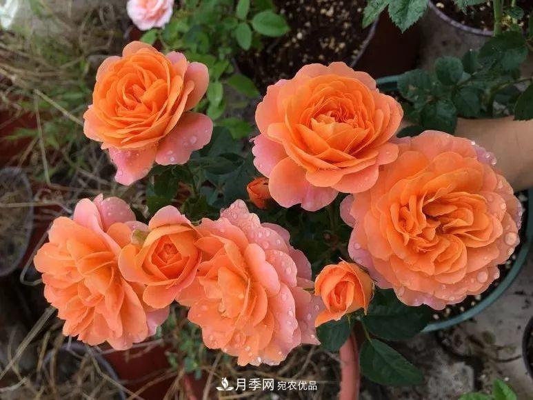 陽(yáng)臺小怎么辦？推薦8種微型荷蘭陽(yáng)臺月季，好看又好養！(圖6)