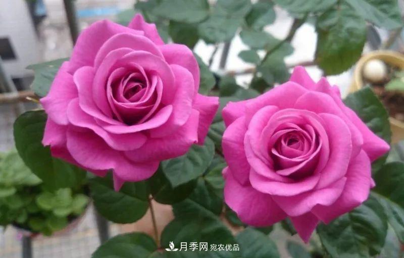 陽(yáng)臺小怎么辦？推薦8種微型荷蘭陽(yáng)臺月季，好看又好養！(圖10)