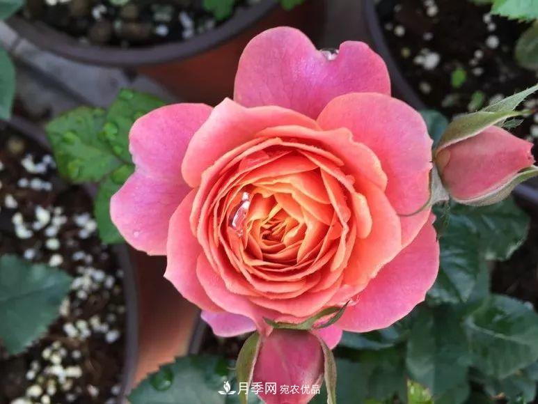 陽(yáng)臺小怎么辦？推薦8種微型荷蘭陽(yáng)臺月季，好看又好養！(圖9)