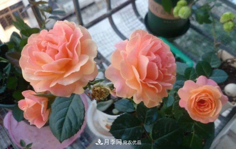 陽(yáng)臺小怎么辦？推薦8種微型荷蘭陽(yáng)臺月季，好看又好養！(圖8)