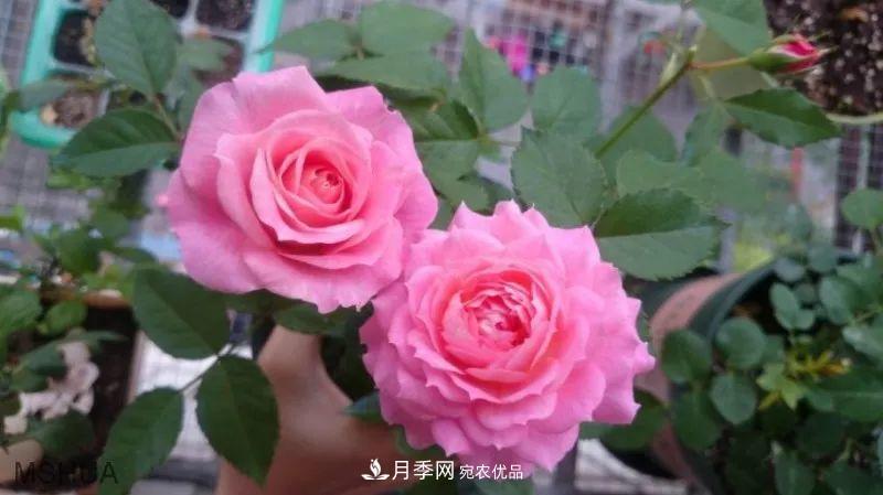 陽(yáng)臺小怎么辦？推薦8種微型荷蘭陽(yáng)臺月季，好看又好養！(圖14)