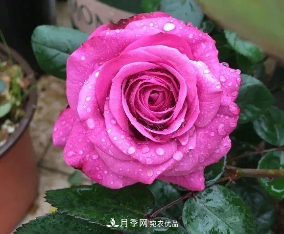 陽(yáng)臺小怎么辦？推薦8種微型荷蘭陽(yáng)臺月季，好看又好養！(圖11)