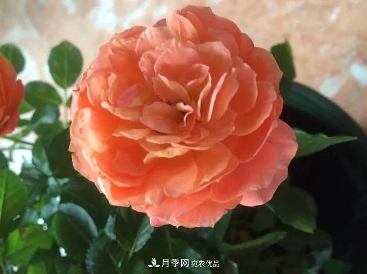陽(yáng)臺小怎么辦？推薦8種微型荷蘭陽(yáng)臺月季，好看又好養！(圖13)