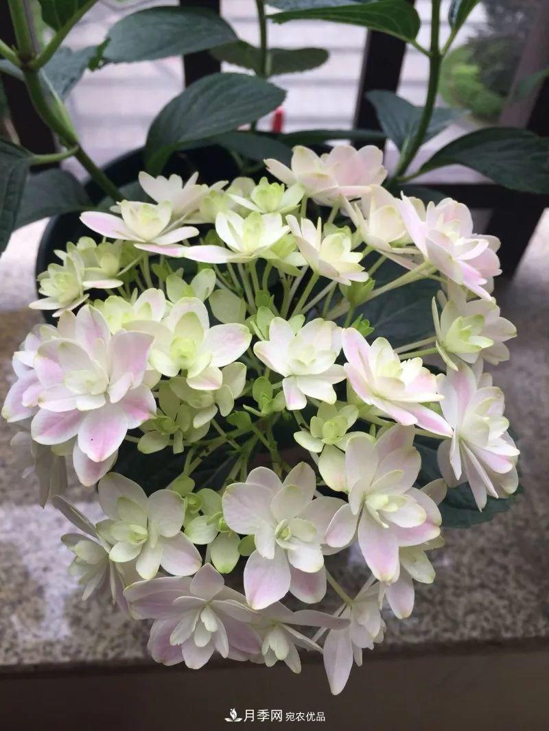 陽(yáng)臺小怎么辦？推薦8種微型荷蘭陽(yáng)臺月季，好看又好養！(圖20)