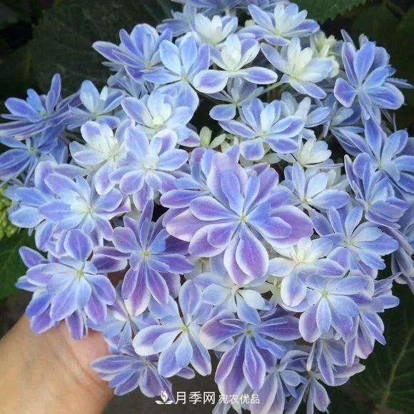 陽(yáng)臺小怎么辦？推薦8種微型荷蘭陽(yáng)臺月季，好看又好養！(圖19)