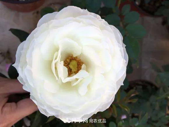 陽(yáng)臺小怎么辦？推薦8種微型荷蘭陽(yáng)臺月季，好看又好養！(圖17)