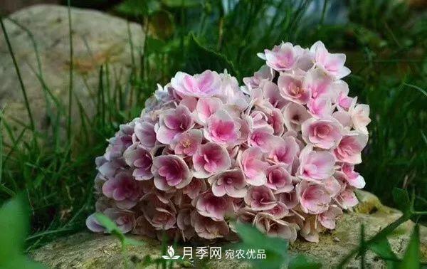 陽(yáng)臺小怎么辦？推薦8種微型荷蘭陽(yáng)臺月季，好看又好養！(圖18)