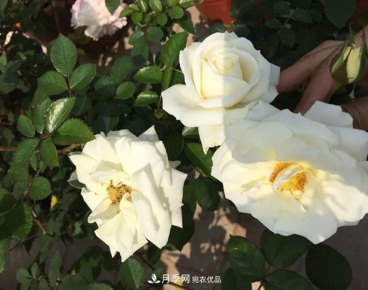 陽(yáng)臺小怎么辦？推薦8種微型荷蘭陽(yáng)臺月季，好看又好養！(圖16)