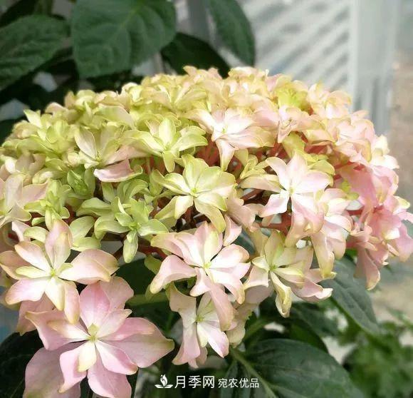 陽(yáng)臺小怎么辦？推薦8種微型荷蘭陽(yáng)臺月季，好看又好養！(圖21)