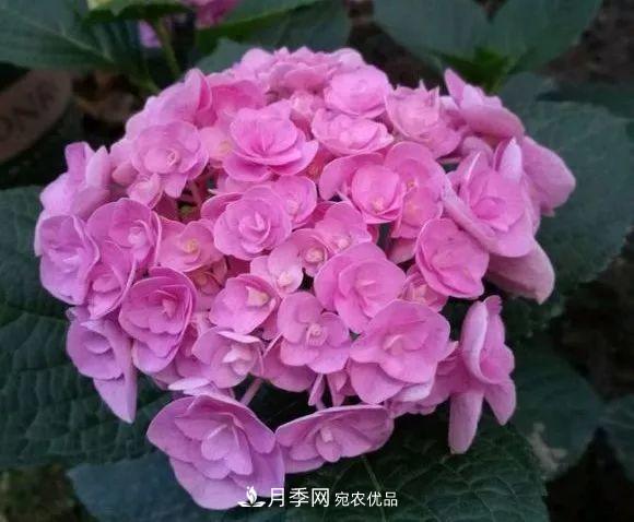 陽(yáng)臺小怎么辦？推薦8種微型荷蘭陽(yáng)臺月季，好看又好養！(圖23)
