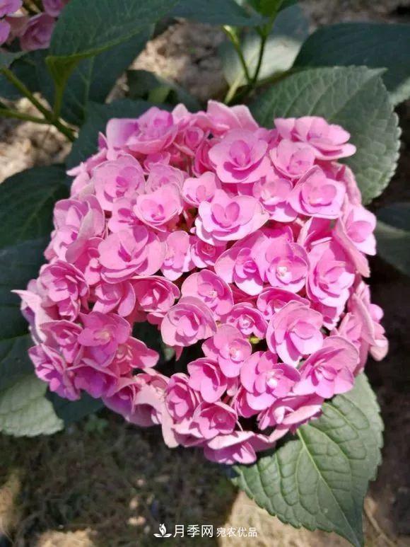 陽(yáng)臺小怎么辦？推薦8種微型荷蘭陽(yáng)臺月季，好看又好養！(圖24)