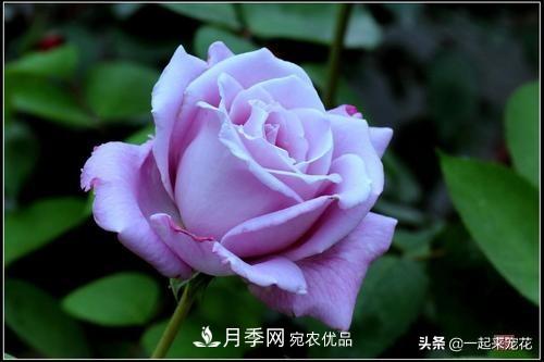 推薦10款藍紫系月季，總有一款是你喜歡的(圖1)