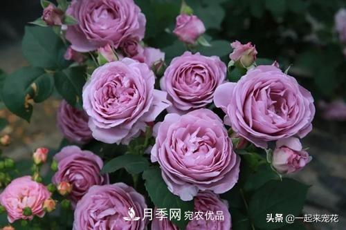 推薦10款藍紫系月季，總有一款是你喜歡的(圖2)