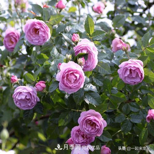 推薦10款藍紫系月季，總有一款是你喜歡的(圖5)