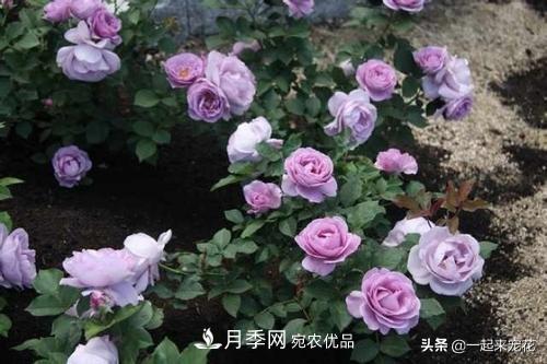 推薦10款藍紫系月季，總有一款是你喜歡的(圖3)