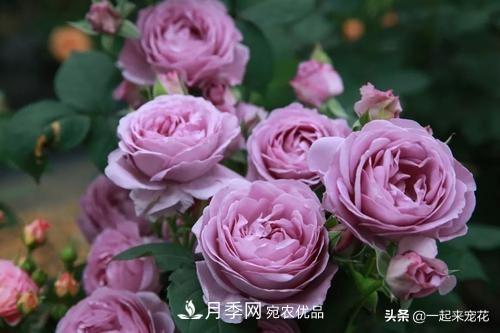推薦10款藍紫系月季，總有一款是你喜歡的(圖7)