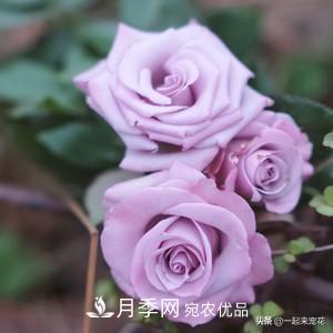 推薦10款藍紫系月季，總有一款是你喜歡的(圖6)