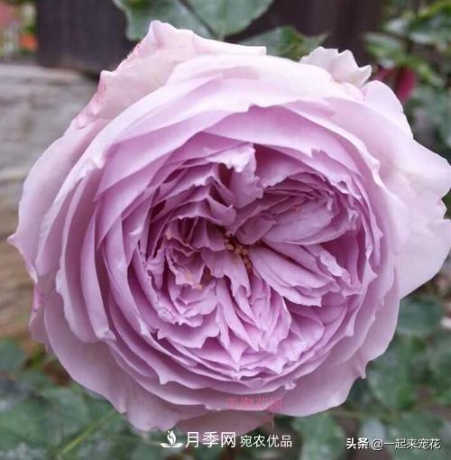 推薦10款藍紫系月季，總有一款是你喜歡的(圖9)