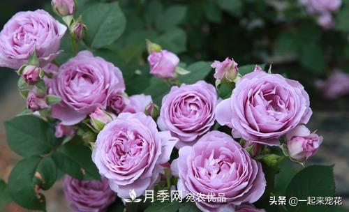 推薦10款藍紫系月季，總有一款是你喜歡的(圖10)