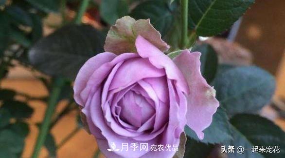 推薦10款藍紫系月季，總有一款是你喜歡的(圖8)