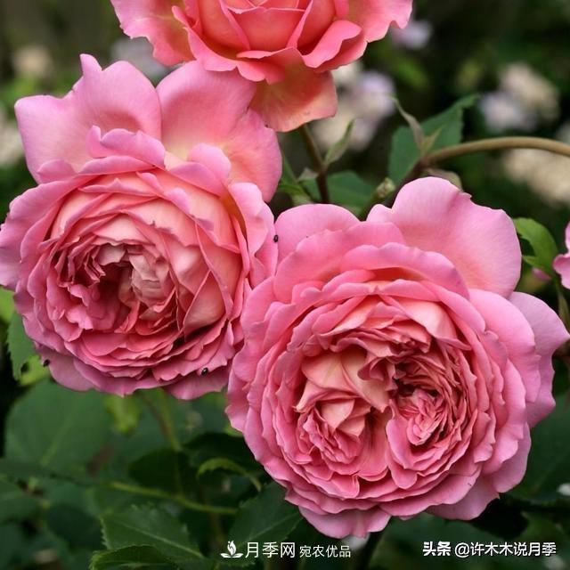 月季垂頭怎么辦？枝條柔軟不直立怎么回事，教你一招搞定(圖2)