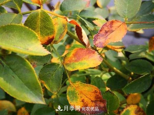由于肥傷引起的月季黃葉怎么解決？(圖1)