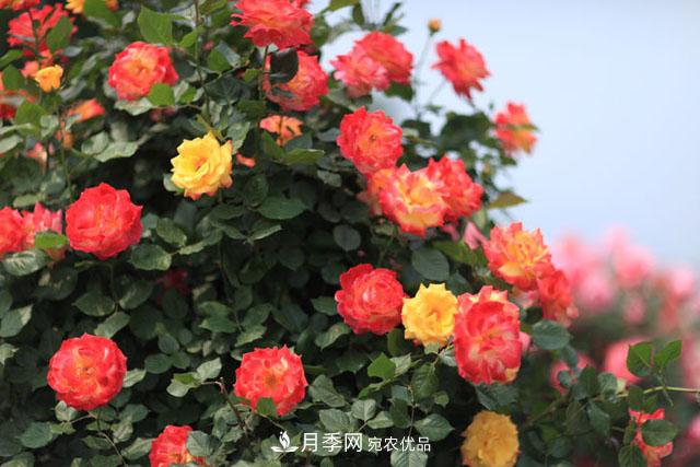 莖蜂、葉蜂如何防治？藤本月季白粉病如何防治？(圖1)