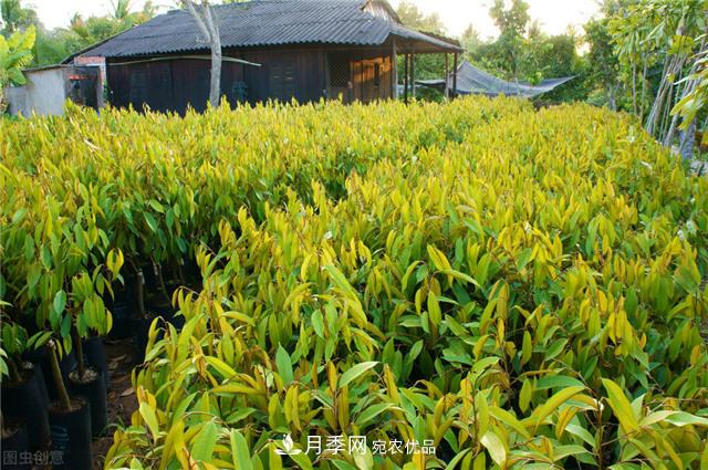 苗圃中常見(jiàn)病害的苗木綜合防治技術(shù)要點(diǎn)(圖1)