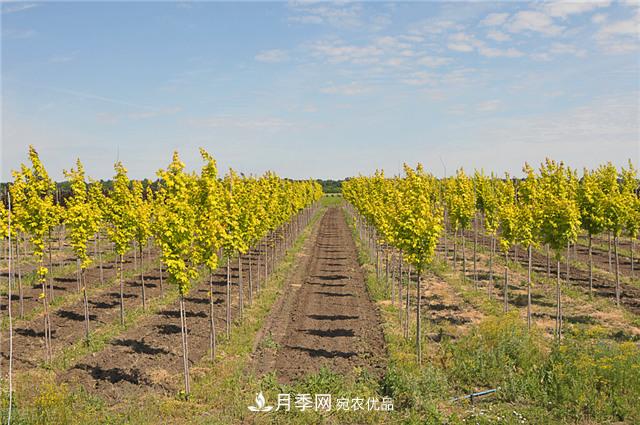 苗圃中常見(jiàn)病害的苗木綜合防治技術(shù)要點(diǎn)(圖2)