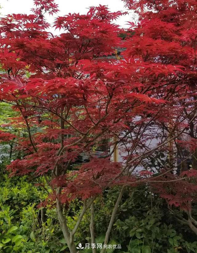 什么紅楓一年四季都紅？(圖1)
