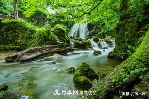 秋季苗木起出后沒(méi)及時(shí)栽植怎么辦，教你幾招(圖2)