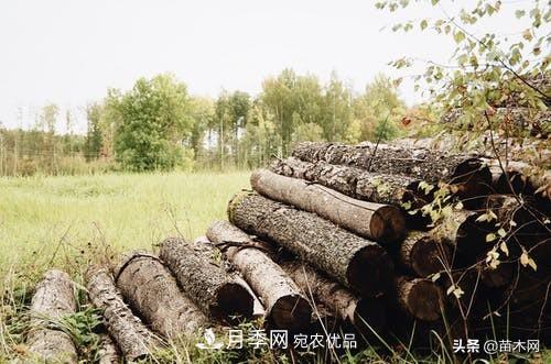 秋季苗木起出后沒(méi)及時(shí)栽植怎么辦，教你幾招(圖1)