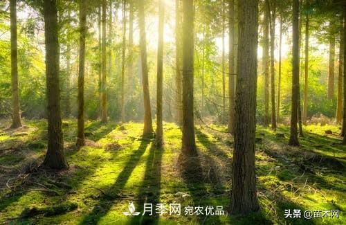 秋季苗木起出后沒(méi)及時(shí)栽植怎么辦，教你幾招(圖3)