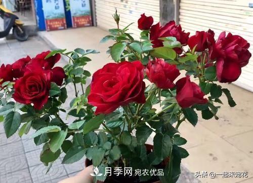 10款紅色系月季推薦，款款驚艷(圖9)