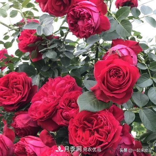 10款紅色系月季推薦，款款驚艷(圖7)