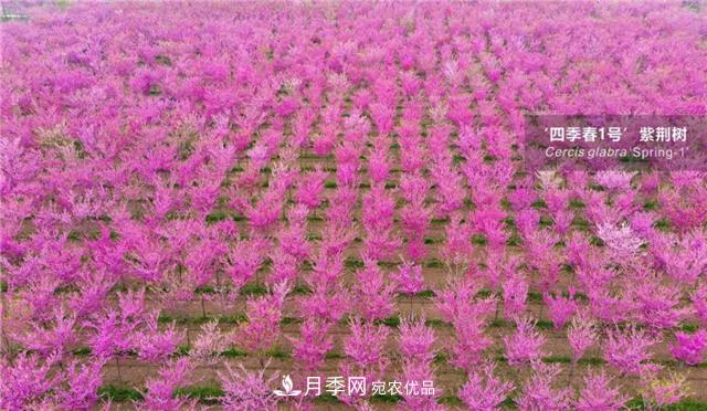 苗木產(chǎn)品的價(jià)格、價(jià)值和供需——三角關(guān)系之動(dòng)態(tài)平衡(圖4)